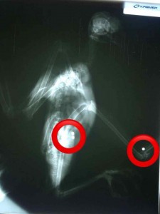 Águila Crestada (Spizaetus isidori)1 - Fundación Hidrobiológica George Dahl