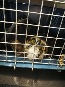 Águila Crestada (Spizaetus isidori)2 - Fundación Hidrobiológica George Dahl