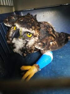 CON TRES HERIDAS DE PERDIGÓN LLEGA ÁGUILA CRESTADA ???? AL CENTRO DE FAUNA DE CORPOCESAR - Fundación Hidrobiológica George Dahl