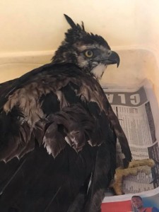 Águila Crestada (Spizaetus isidori) - Fundación Hidrobiológica George Dahl