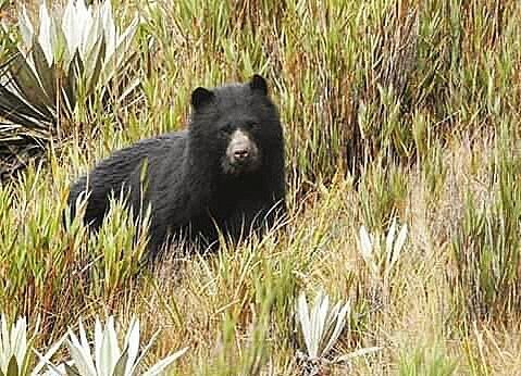 87029315_2800959463315850_798504776185675776_n - Fundación Hidrobiológica George Dahl