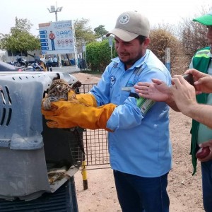 ENTREGA DE TIGRILLO RESCATADO - Fundación Hidrobiológica George Dahl