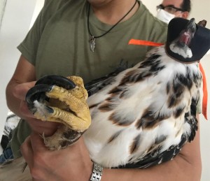 Manejo de Águila crestada - Fundación Hidrobiológica George Dahl