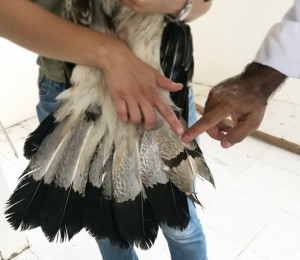 Revisión plumaje águila crestada - Fundación Hidrobiológica George Dahl