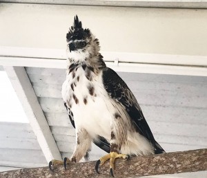 Spizaetus isidori - Águila crestada o real - Fundación Hidrobiológica George Dahl