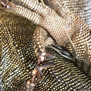 CRUELDAD ANIMAL - Fundación Hidrobiológica George Dahl