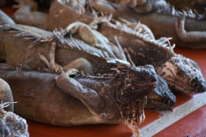 WhatsApp Image 2020-03-19 at 8.43.02 AM (1) - Fundación Hidrobiológica George Dahl