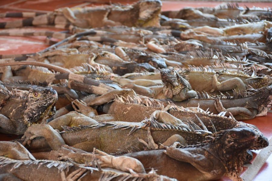 WhatsApp Image 2020-03-19 at 8.43.02 AM - Fundación Hidrobiológica George Dahl