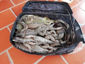 56618786_681590288924191_769714712752422912_n - Fundación Hidrobiológica George Dahl