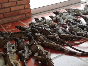 57029168_681590392257514_3047272957140271104_n - Fundación Hidrobiológica George Dahl