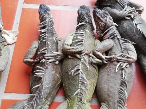 57049189_681590462257507_7455029435817787392_n - Fundación Hidrobiológica George Dahl