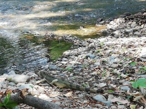 56910193_683898362026717_6814160275906756608_n - Fundación Hidrobiológica George Dahl