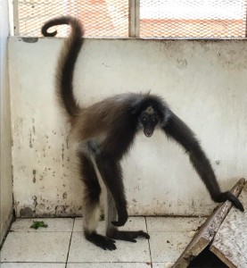 41458866_567356757014212_4467838990929625088_n - Fundación Hidrobiológica George Dahl