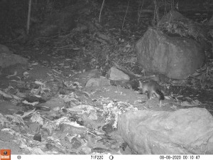 mapurito (Conepatus semistriatus) - Fundación Hidrobiológica George Dahl