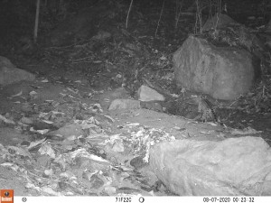 tigrillo lanudo o margay - Fundación Hidrobiológica George Dahl