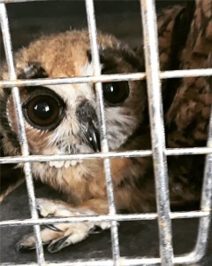 Los animales silvestres no son mascotas - Fundación Hidrobiológica George Dahl