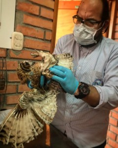 Búho orejudo rescatado - Fundación Hidrobiológica George Dahl