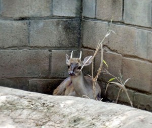 El macho, a los días siguientes falleció - Fundación Hidrobiológica George Dahl