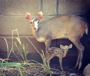 Venados (Mazama americana) madre e hija, un día de nacida. - Fundación Hidrobiológica George Dahl