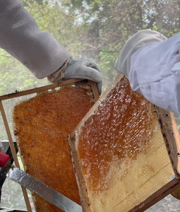 Reserva Miel - Fundación Hidrobiológica George Dahl