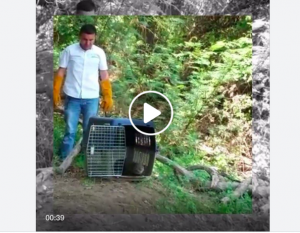 RESCATE DE NUTRIA EN ACEQUIA VALLEDUPAR - Fundación Hidrobiológica George Dahl