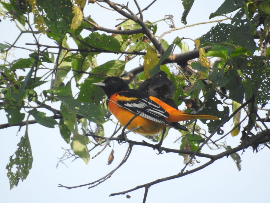 Oriol, icterus galbula (1) - Fundación Hidrobiológica George Dahl