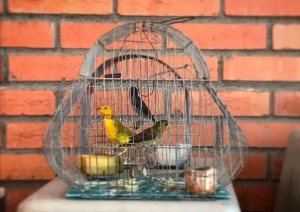 Aves recuperadas - Fundación Hidrobiológica George Dahl