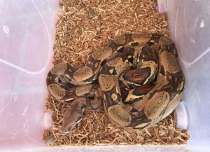 Boa constrictor recuperada - Fundación Hidrobiológica George Dahl