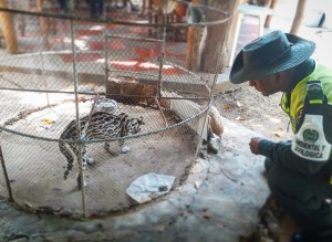 Tigrillo mascota - Fundación Hidrobiológica George Dahl