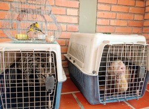 EXITOSO OPERATIVO DE RESCATE DE FAUNA SE REALIZÓ EN VALLEDUPAR - Fundación Hidrobiológica George Dahl