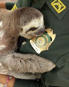 OSO PEREZOSO RESCATADO DE UN CABLEADO ELÉCTRICO - Fundación Hidrobiológica George Dahl