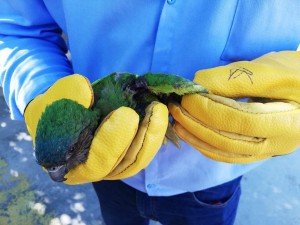 ENTREGA VOLUNTARIA COTORRA - Fundación Hidrobiológica George Dahl