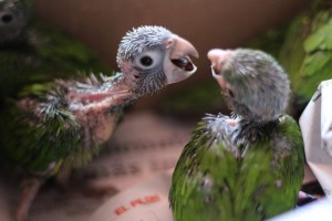 RESCATE COTORRAS CARISUCIAS - Fundación Hidrobiológica George Dahl