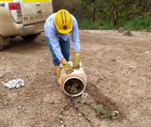 RESCATE DE FAUNA SILVESTRE EN DRUMMOND LTD - Fundación Hidrobiológica George Dahl