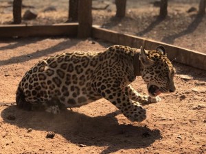 RESCATE JAGUAR CACHORRO - Fundación Hidrobiológica George Dahl