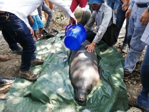 52685538_652683561814864_4787614952682684416_n - Fundación Hidrobiológica George Dahl