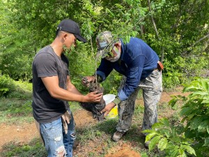 Árboles - Fundación Hidrobiológica George Dahl