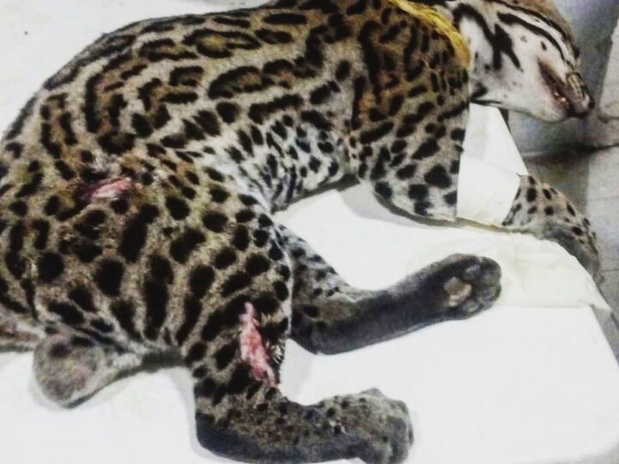 Leopardus pardalis herido - Fundación Hidrobiológica George Dahl