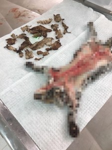 Autopsia del individuo Leopardus pardalis - Fundación Hidrobiológica George Dahl