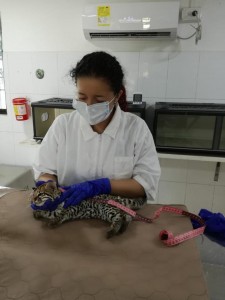 Evaluación clínica de la tigrilla - Fundación Hidrobiológica George Dahl