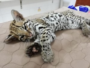 UNA OBSTRUCCIÓN INTESTINAL CON ENVOLTURA DE SALCHICHAS FUE LA CAUSA DE MUERTE DE UNA TIGRILLA EN EL CESAR - Fundación Hidrobiológica George Dahl