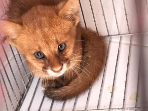 Rescate de Gato pardo cachorro - Fundación Hidrobiológica George Dahl