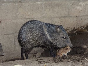 NACIMIENTOS DE ZAINOS EN EL CAVFFS - Fundación Hidrobiológica George Dahl