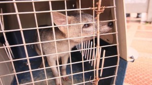 Los animales silvestres no son mascotas! - Fundación Hidrobiológica George Dahl